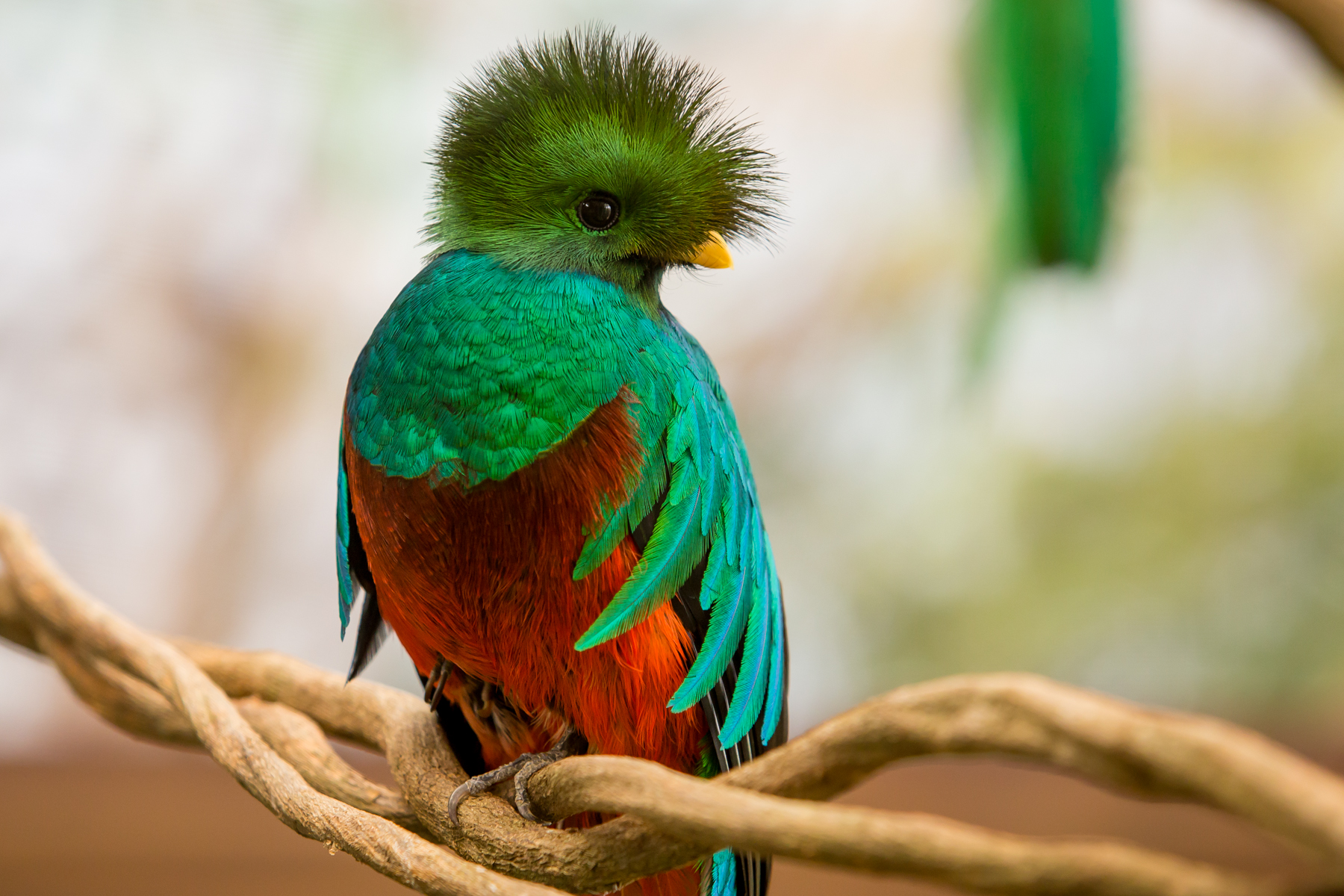 El-quetzal-es-un-ave-de-belleza-singular